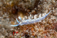 Flabellina engeli