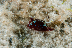 Gastropteron chacmol