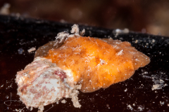 Geitodoris immunda