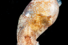 Haminoea antillarum