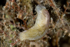 Haminoea antillarum