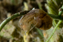 Haminoea antillarum