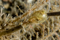 Haminoea antillarum