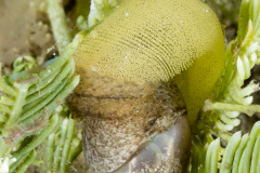 Haminoea antillarum laying eggs