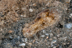 Haminoea elegans