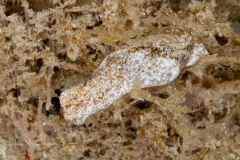 Haminoea elegans