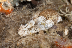 Haminoea elegans