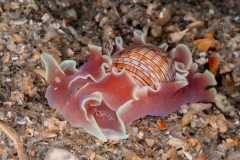 Hydatina physis