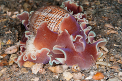 Hydatina physis - with Eggs