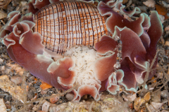 Hydatina physis - with Eggs