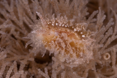 Janolus comis ?