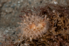 Janolus comis