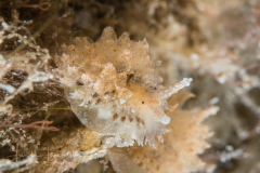 Janolus comis