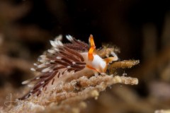 Learchis evelinae