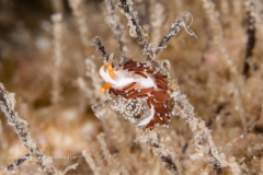 Learchis evelinae