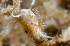 Learchis evelinae