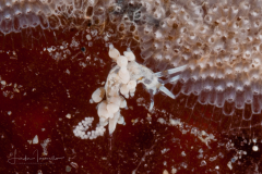 Eubranchus sp. 2  Nudibranch & Sea Slug Identification