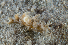 Limenandra nodosa