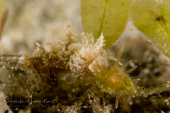 Limenandra nodosa