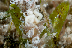 Limenandra nodosa