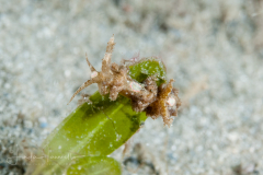 Limenandra nodosa