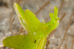 Lobiger souverbii