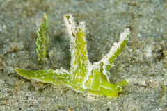 Lobiger souverbii