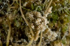 Lomanotus phiops