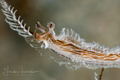Lomanotus vermiformis