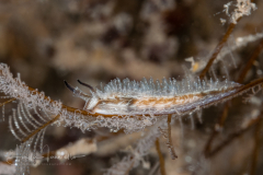 Lomanotus vermiformis