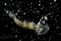 Melibe arianeae