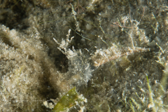 Melibe arianeae