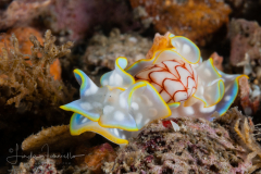 Micromelo undatus