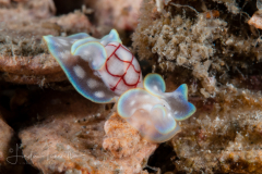 Micromelo undatus
