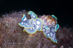 Micromelo undatus