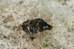 Navanax gemmatus