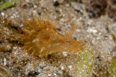 Notarchus punctatus