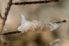 Noumeaella kristenseni
