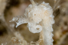 Noumeaella kristenseni