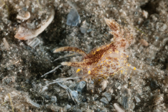 Okenia aspersa