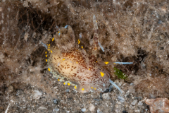 Okenia aspersa