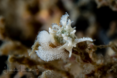 Okenia sp. 1 Nudibranch & Sea Slug Identification