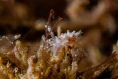 Bermudella cf. polycerelloides