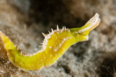 Oxynoe antillarum