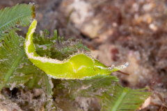 Oxynoe antillarum