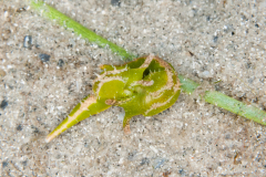 Oxynoe antillarum