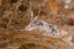 Palisa papillata