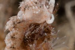 Palisa papillata