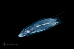 Cephalopyge trematoides - With an Egg String