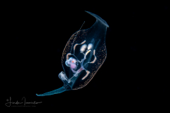 Pelagic Nudibranch - Nudibranchia - Phylliroe bucephala - spawning